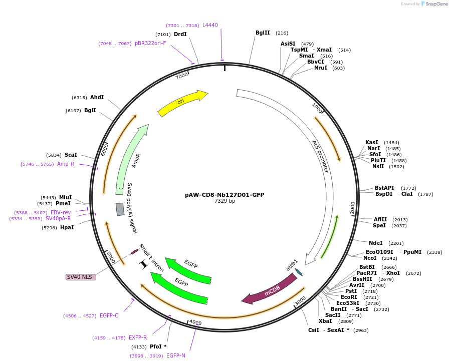 171577-plasmid-map-sequence-id-336458