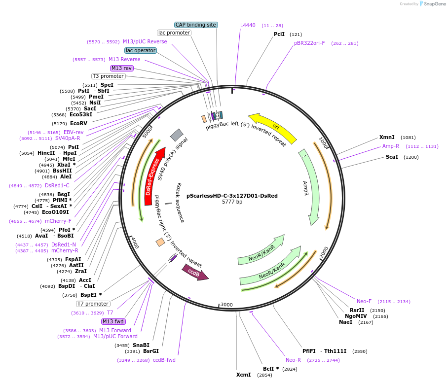 171578-plasmid-map-sequence-id-336460