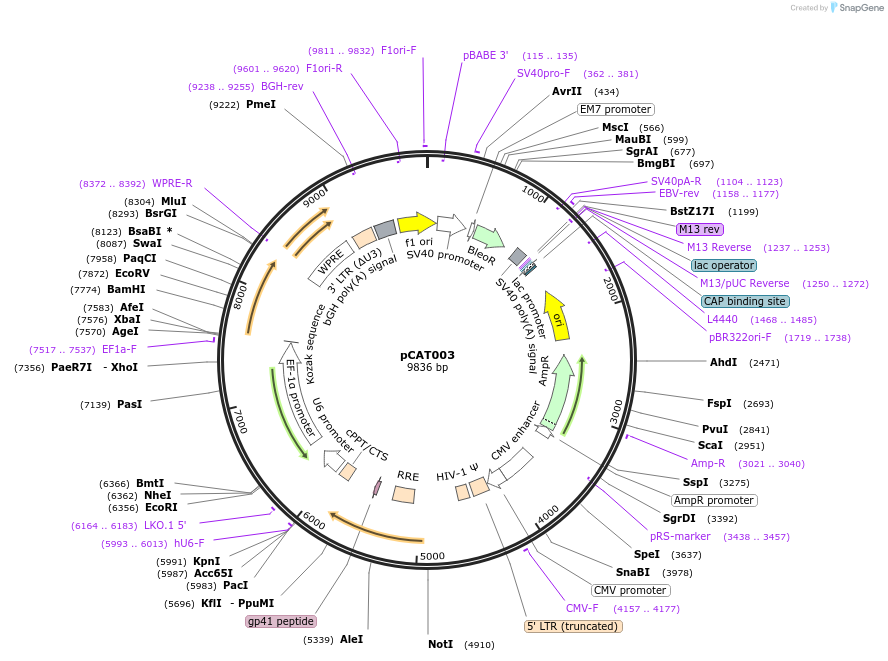 171628-plasmid-map-sequence-id-336485