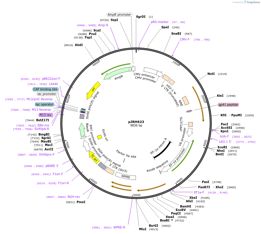 171633-plasmid-map-sequence-id-336492