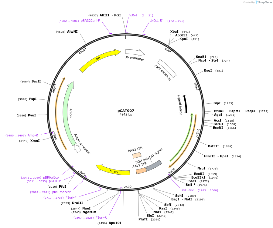 171634-plasmid-map-sequence-id-336493