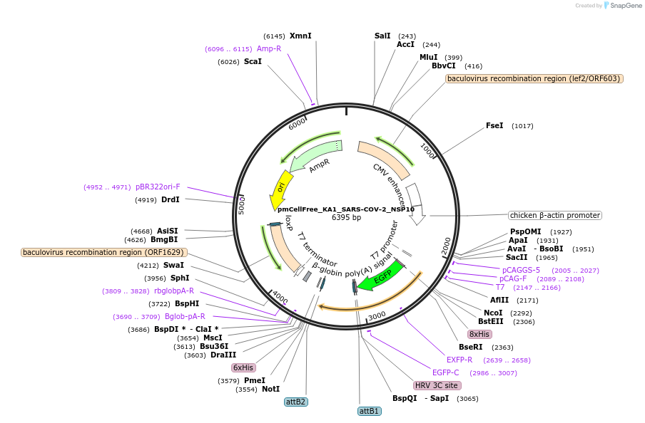 169384-plasmid-map-sequence-id-336496