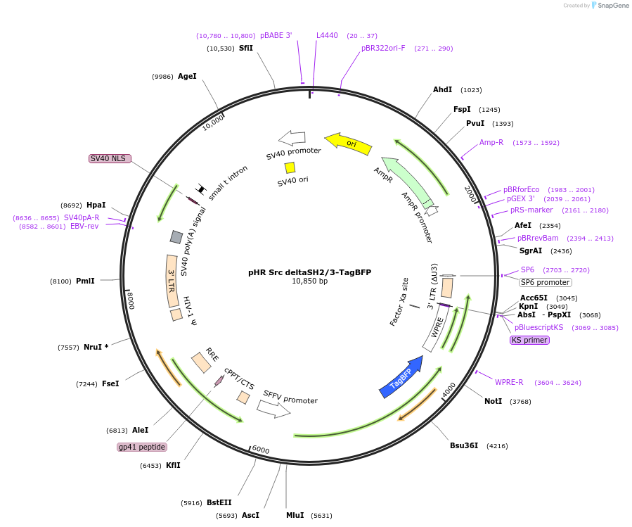 171033-plasmid-map-sequence-id-336498