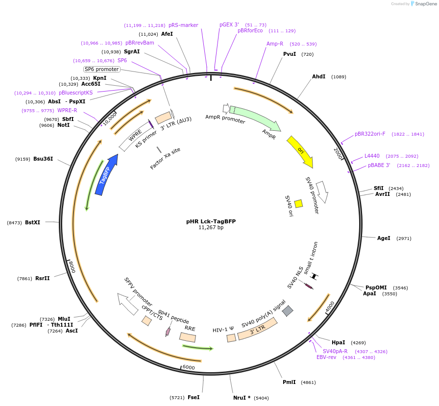 171034-plasmid-map-sequence-id-336499