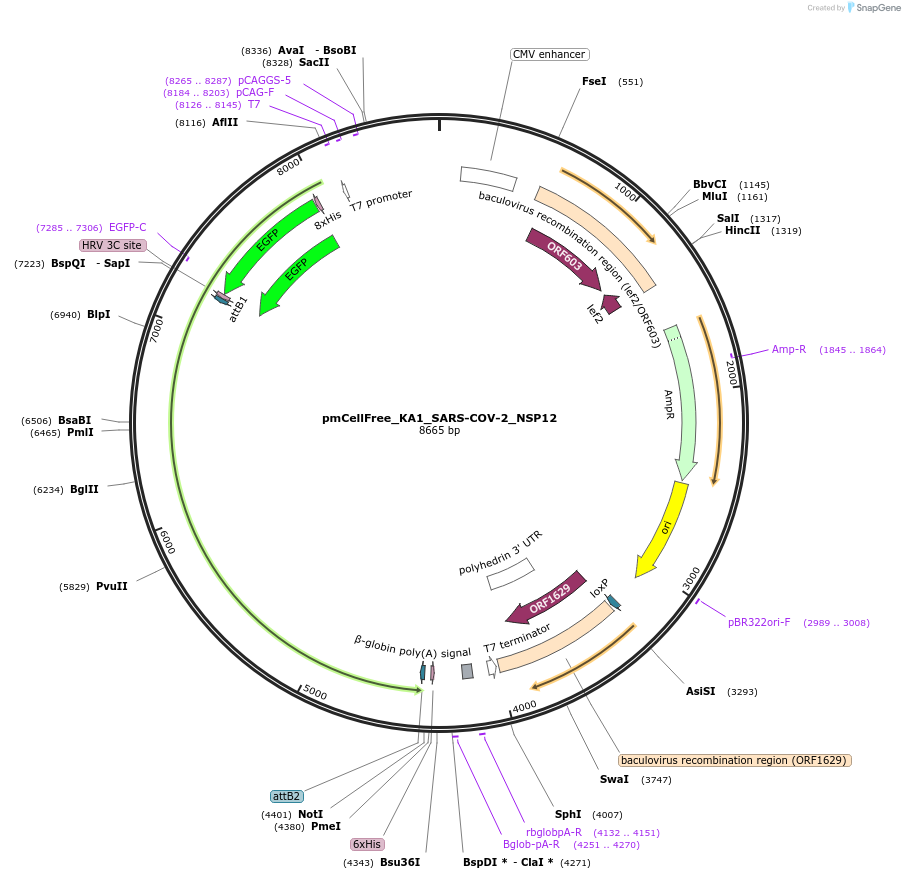 169385-plasmid-map-sequence-id-336500