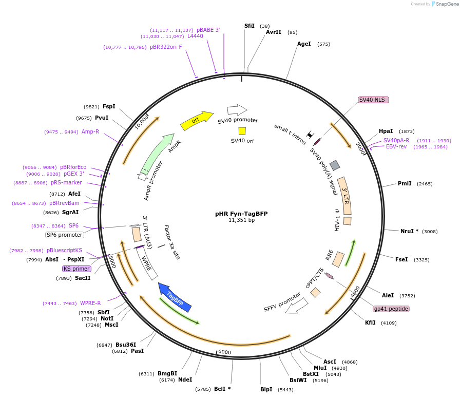 171035-plasmid-map-sequence-id-336502