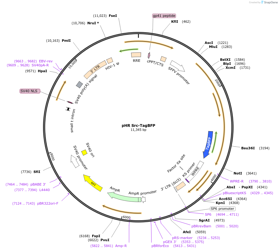 171036-plasmid-map-sequence-id-336503