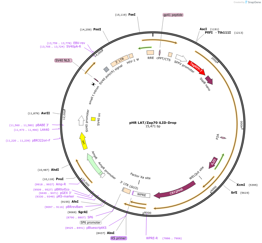 171038-plasmid-map-sequence-id-336505