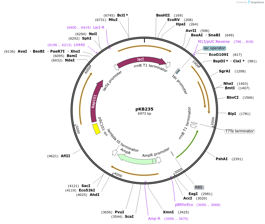 170024-plasmid-map-sequence-id-336757