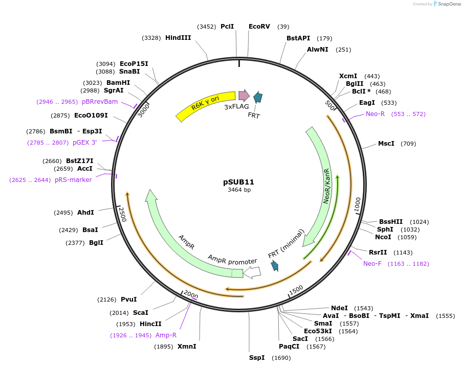 169699-plasmid-map-sequence-id-336760