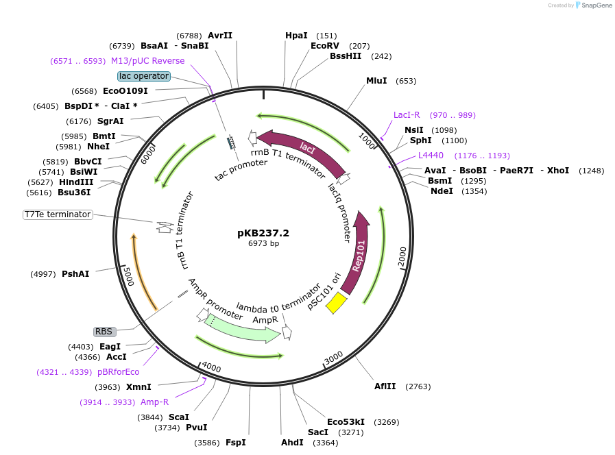 170032-plasmid-map-sequence-id-336778