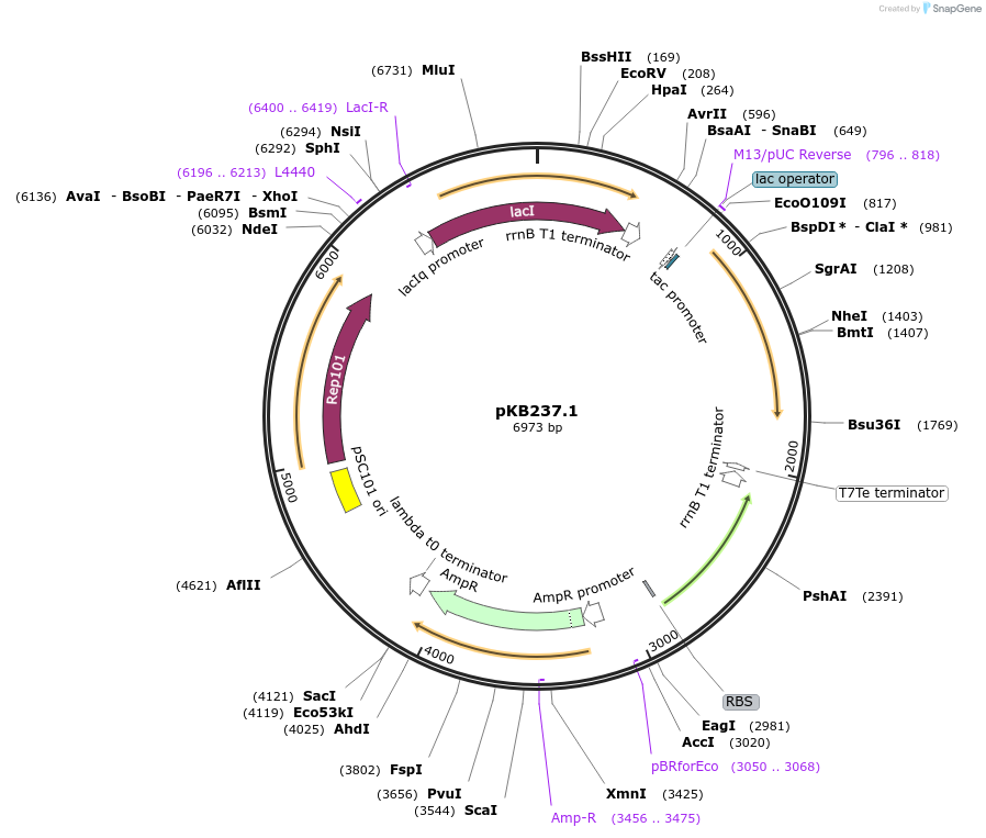 170031-plasmid-map-sequence-id-336779