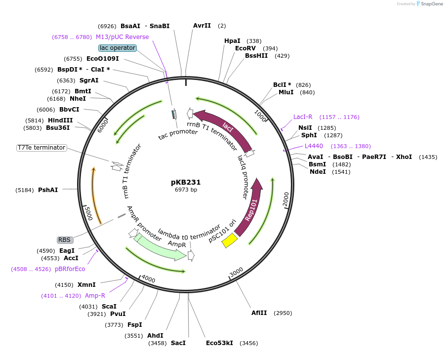 170018-plasmid-map-sequence-id-336783