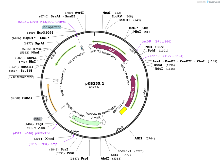 170025-plasmid-map-sequence-id-336784