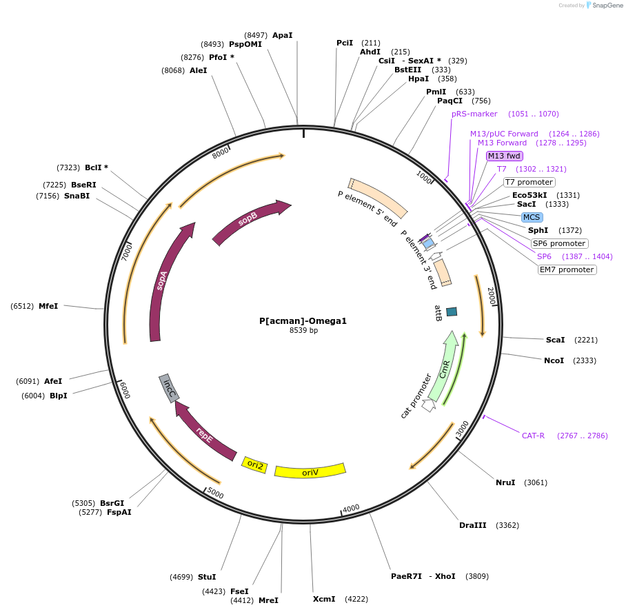 165860-plasmid-map-sequence-id-336787