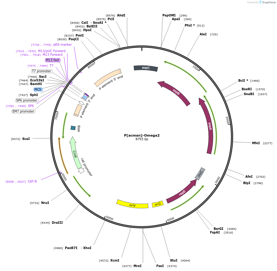 165861-plasmid-map-sequence-id-336788