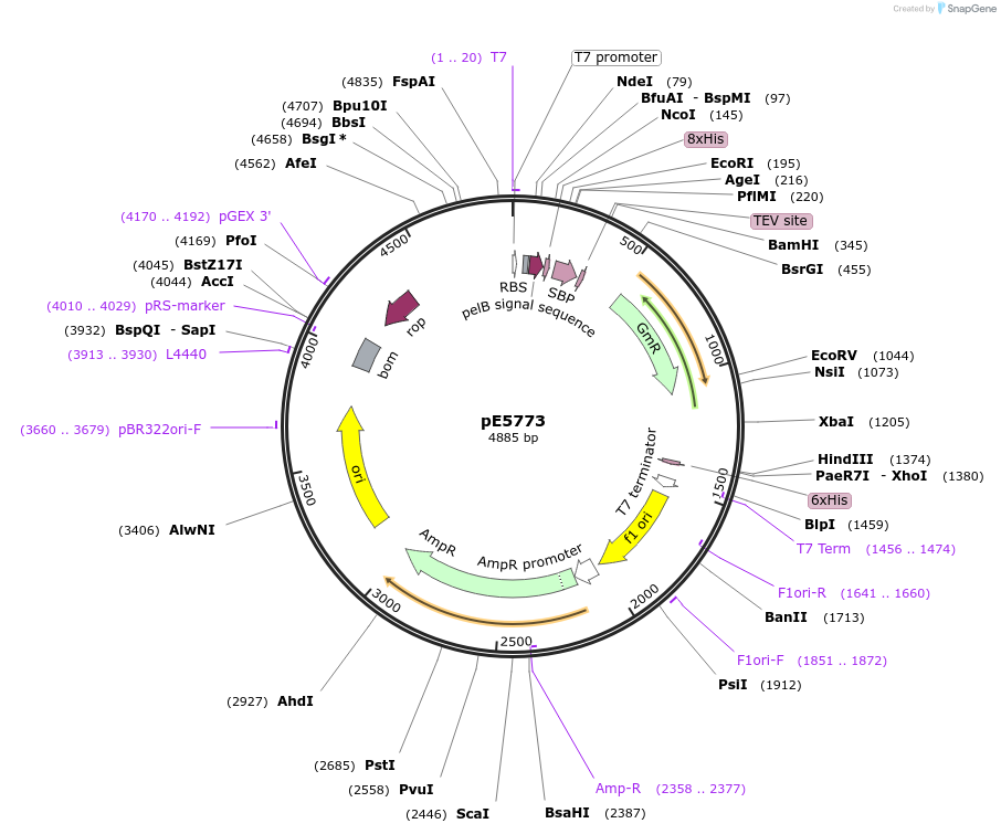 170780-plasmid-map-sequence-id-336798