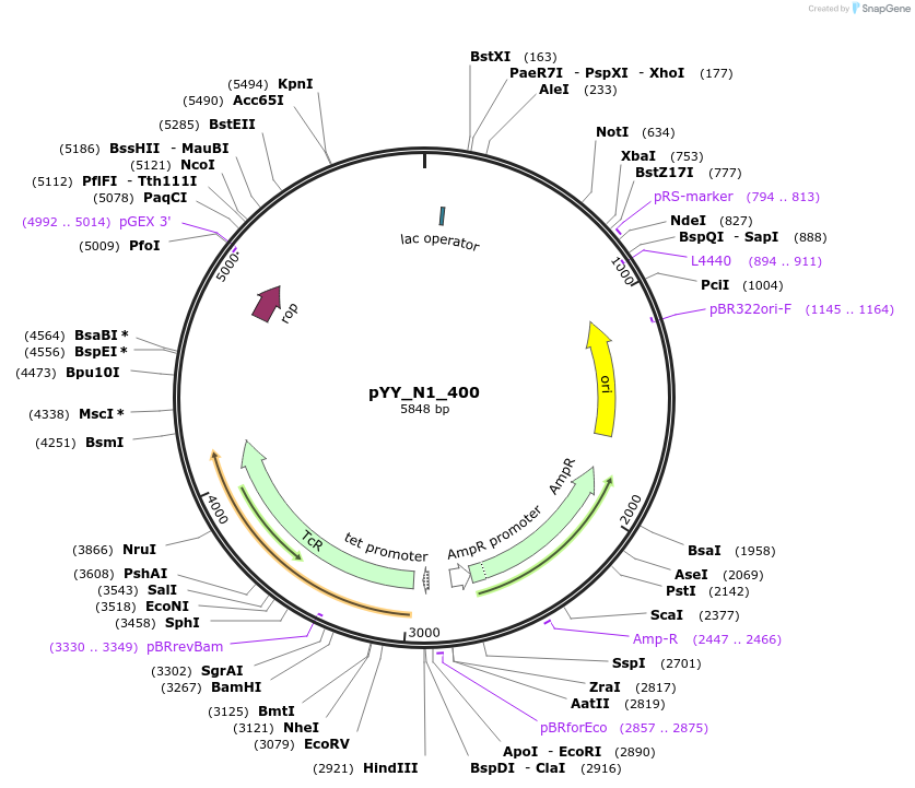 170473-plasmid-map-sequence-id-336805