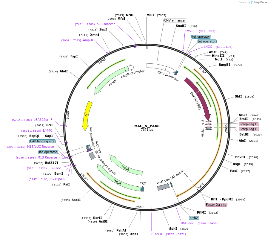 167788-plasmid-map-sequence-id-336806