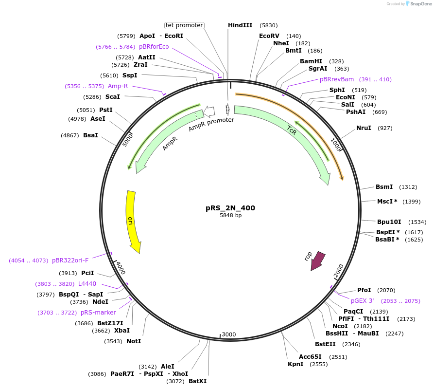 170479-plasmid-map-sequence-id-336812