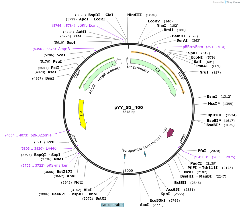 170470-plasmid-map-sequence-id-336815