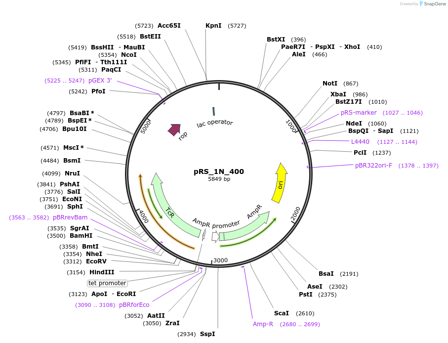 170476-plasmid-map-sequence-id-336816
