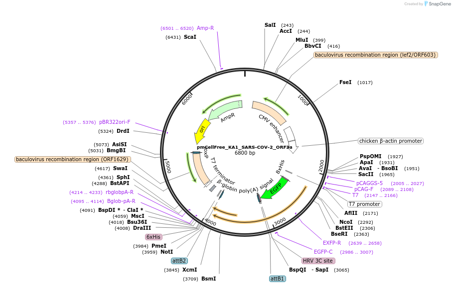 169390-plasmid-map-sequence-id-336867