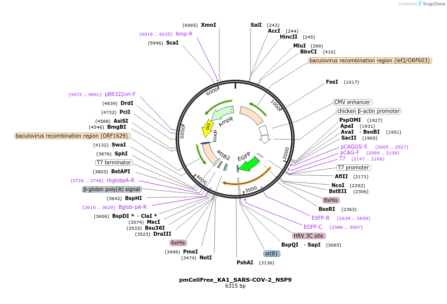169383-plasmid-map-sequence-id-336869