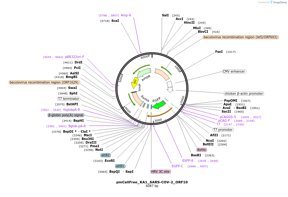 169398-plasmid-map-sequence-id-336872