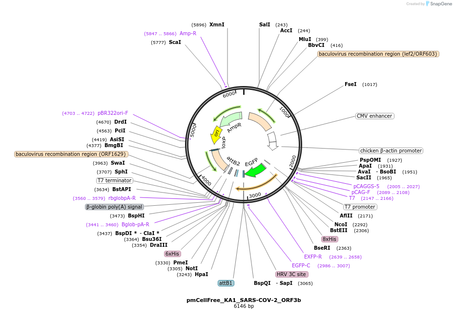 169391-plasmid-map-sequence-id-336874