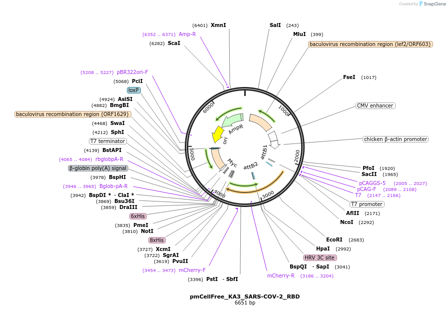 169405-plasmid-map-sequence-id-336878