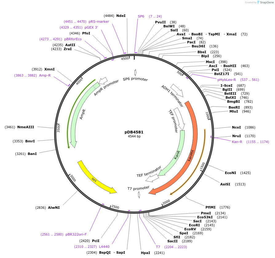 171124-plasmid-map-sequence-id-336986