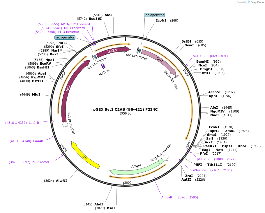 170644-plasmid-map-sequence-id-336989