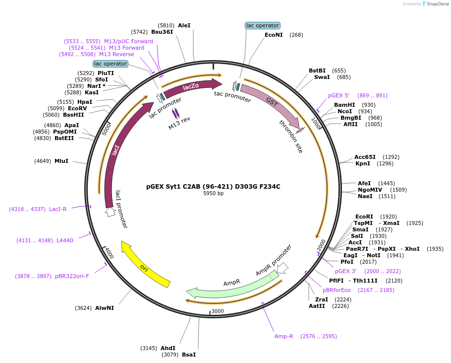 170647-plasmid-map-sequence-id-337019