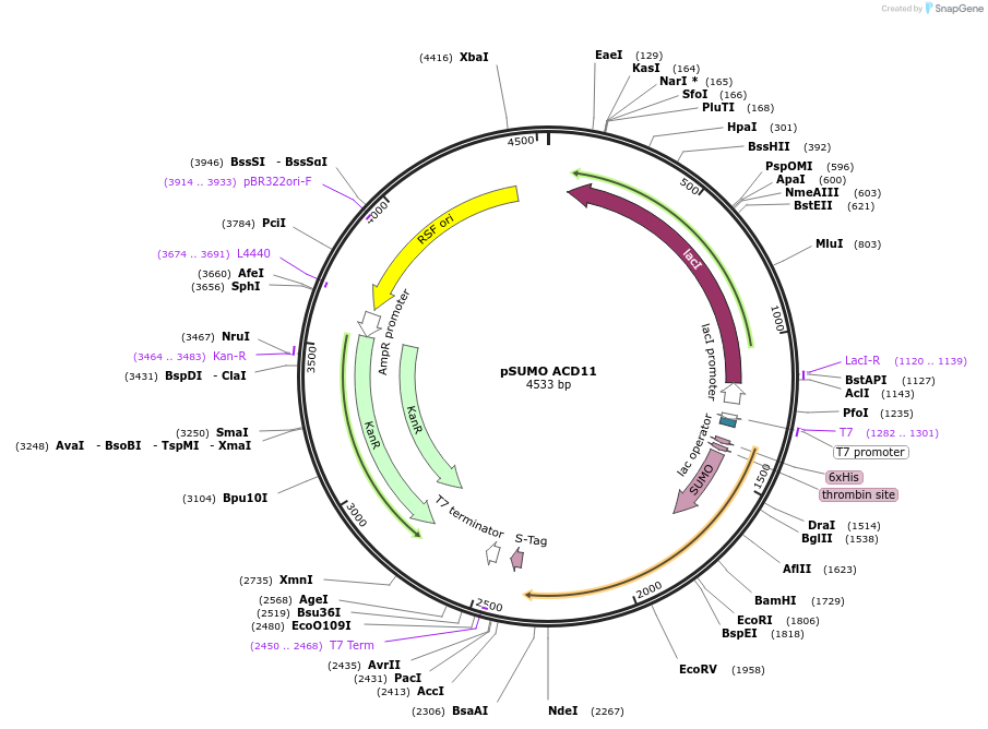 170738-plasmid-map-sequence-id-337028