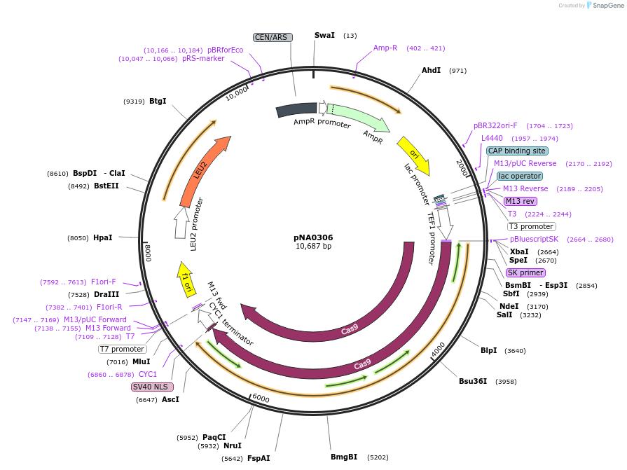 169452-plasmid-map-sequence-id-337029