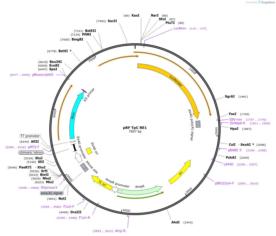 171040-plasmid-map-sequence-id-337041