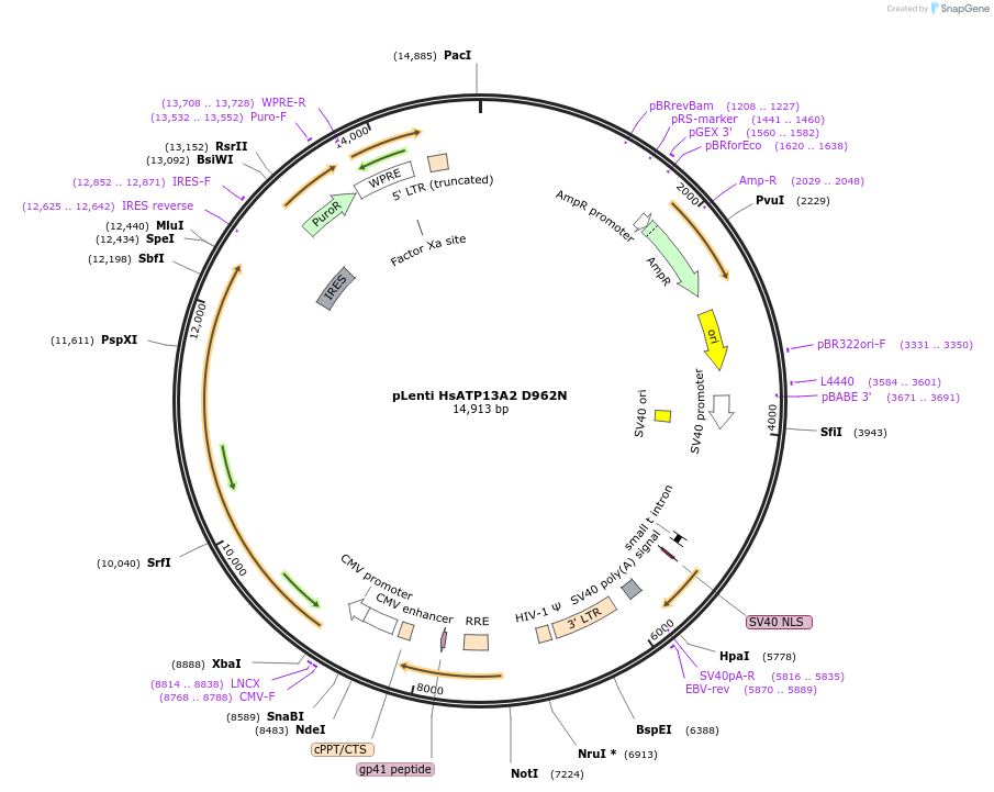 171821-plasmid-map-sequence-id-337050