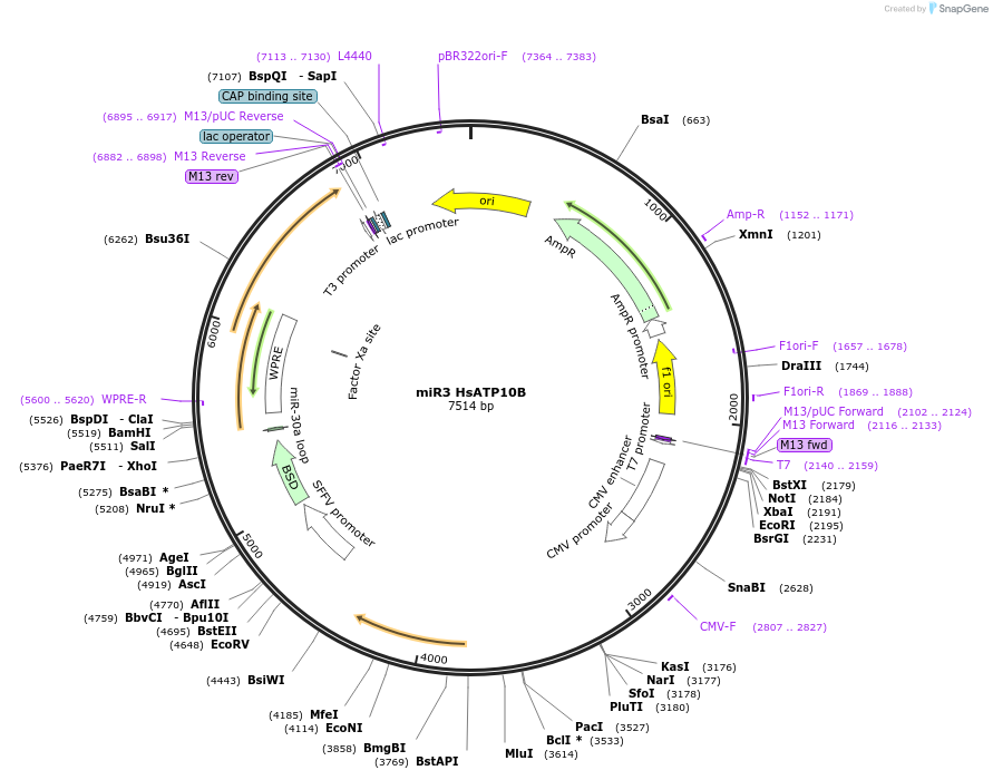 171824-plasmid-map-sequence-id-337052