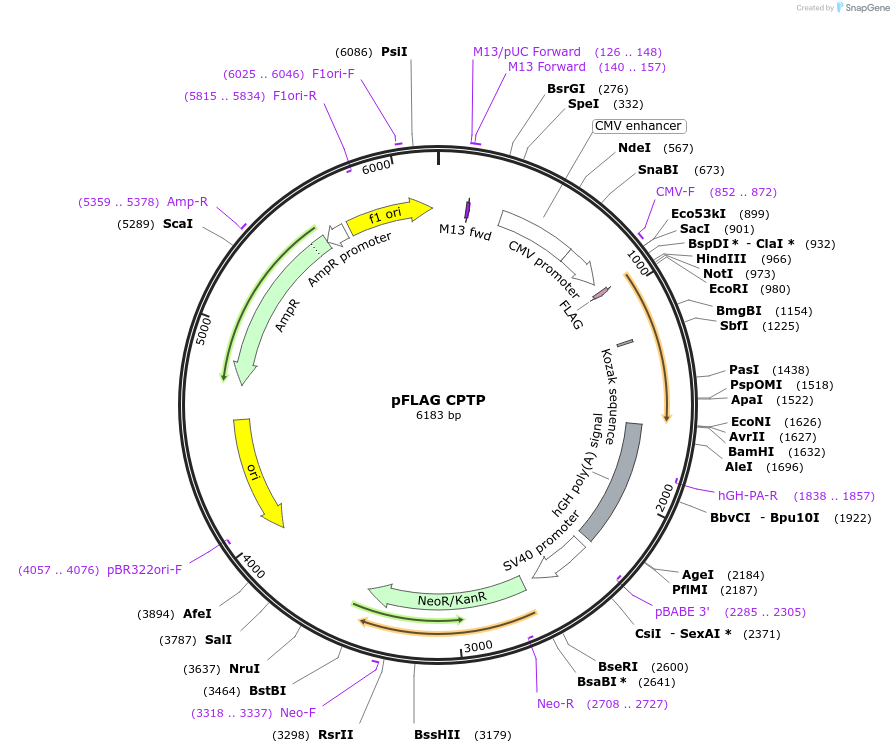 170742-plasmid-map-sequence-id-337074