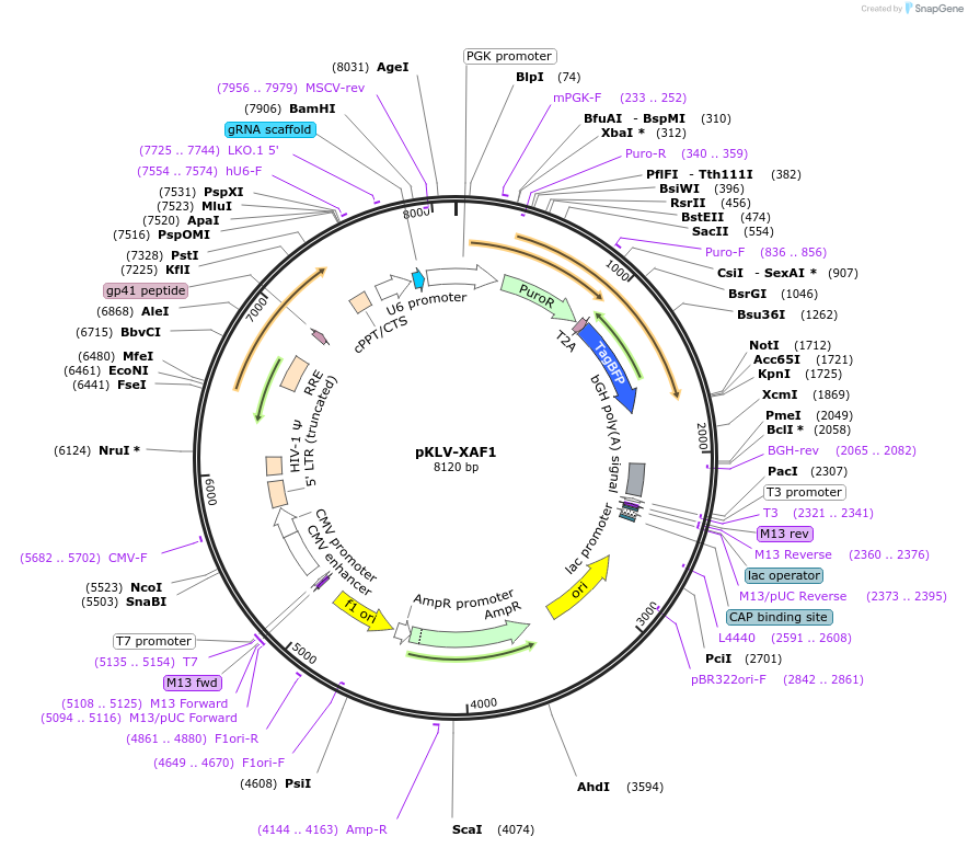 140290-plasmid-map-sequence-id-337087