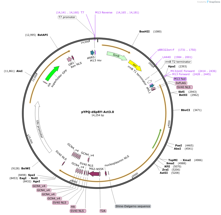 158416-plasmid-map-sequence-id-337116