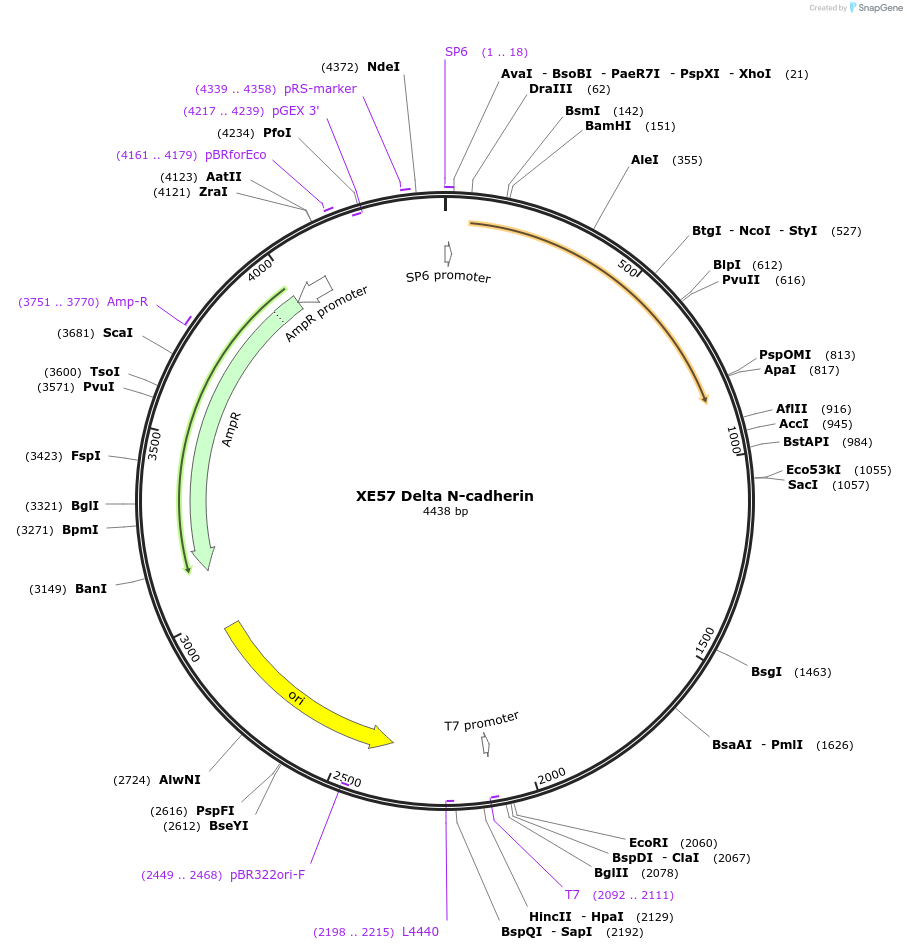 17025-plasmid-map-sequence-id-337144
