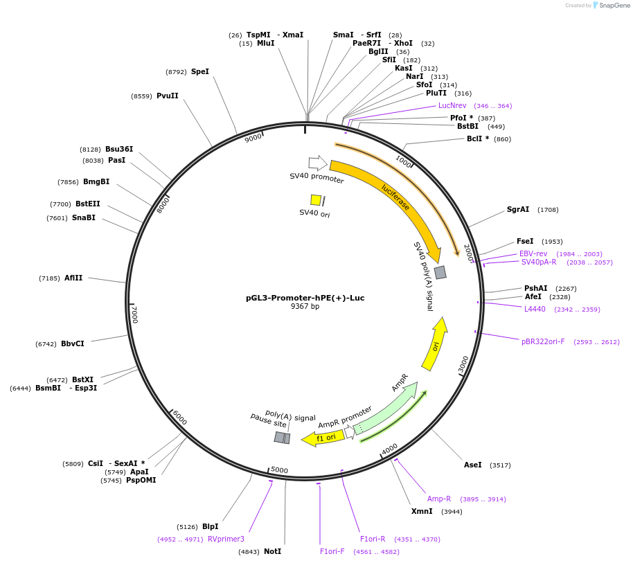 172003-plasmid-map-sequence-id-337146