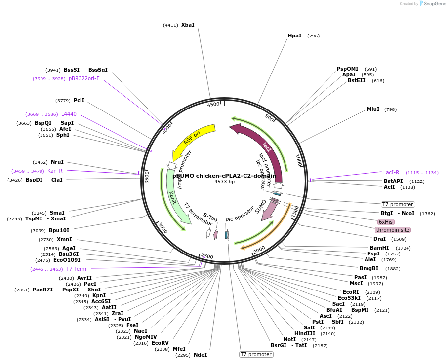170753-plasmid-map-sequence-id-337152