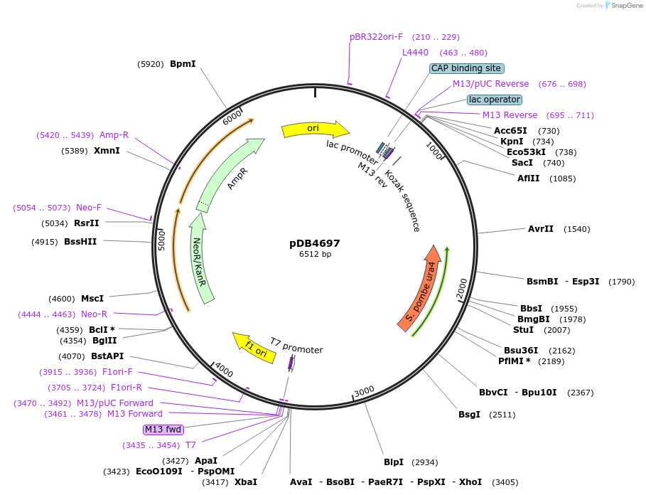 171125-plasmid-map-sequence-id-337157
