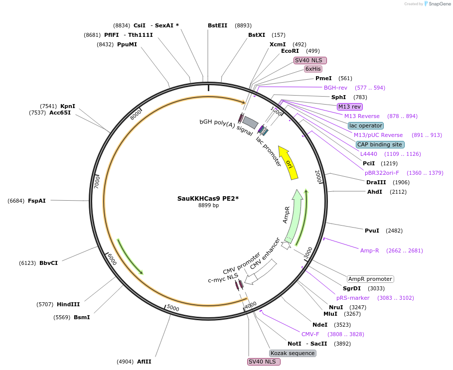 169852-plasmid-map-sequence-id-337167