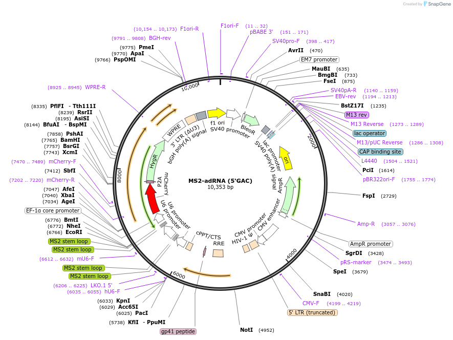 170127-plasmid-map-sequence-id-337171