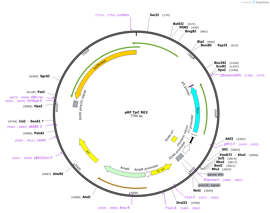 171041-plasmid-map-sequence-id-337174