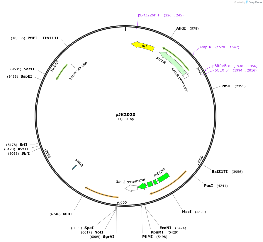 171932-plasmid-map-sequence-id-337179